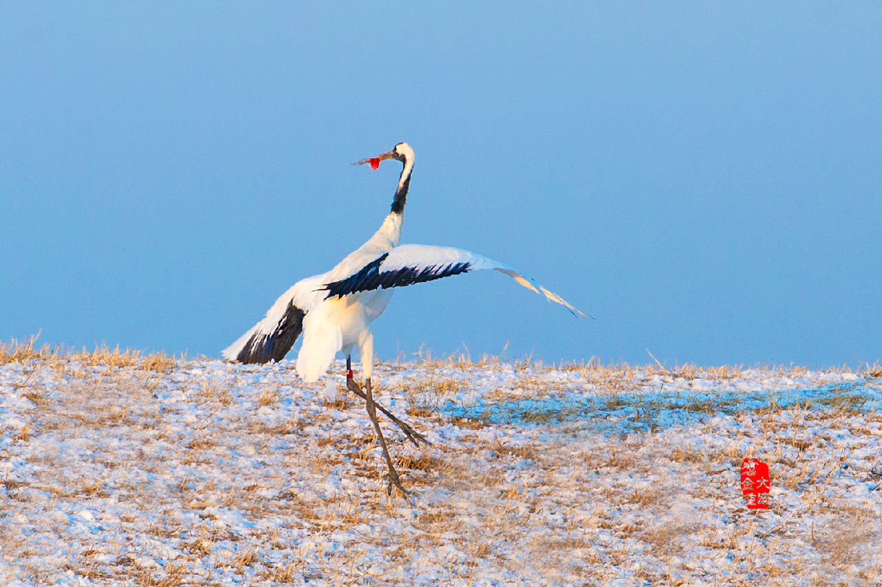 《獻(xiàn)花》—— 丹頂鶴