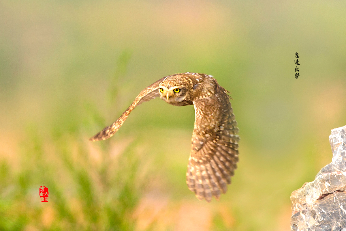 《飛貓》—— 縱紋腹小鸮