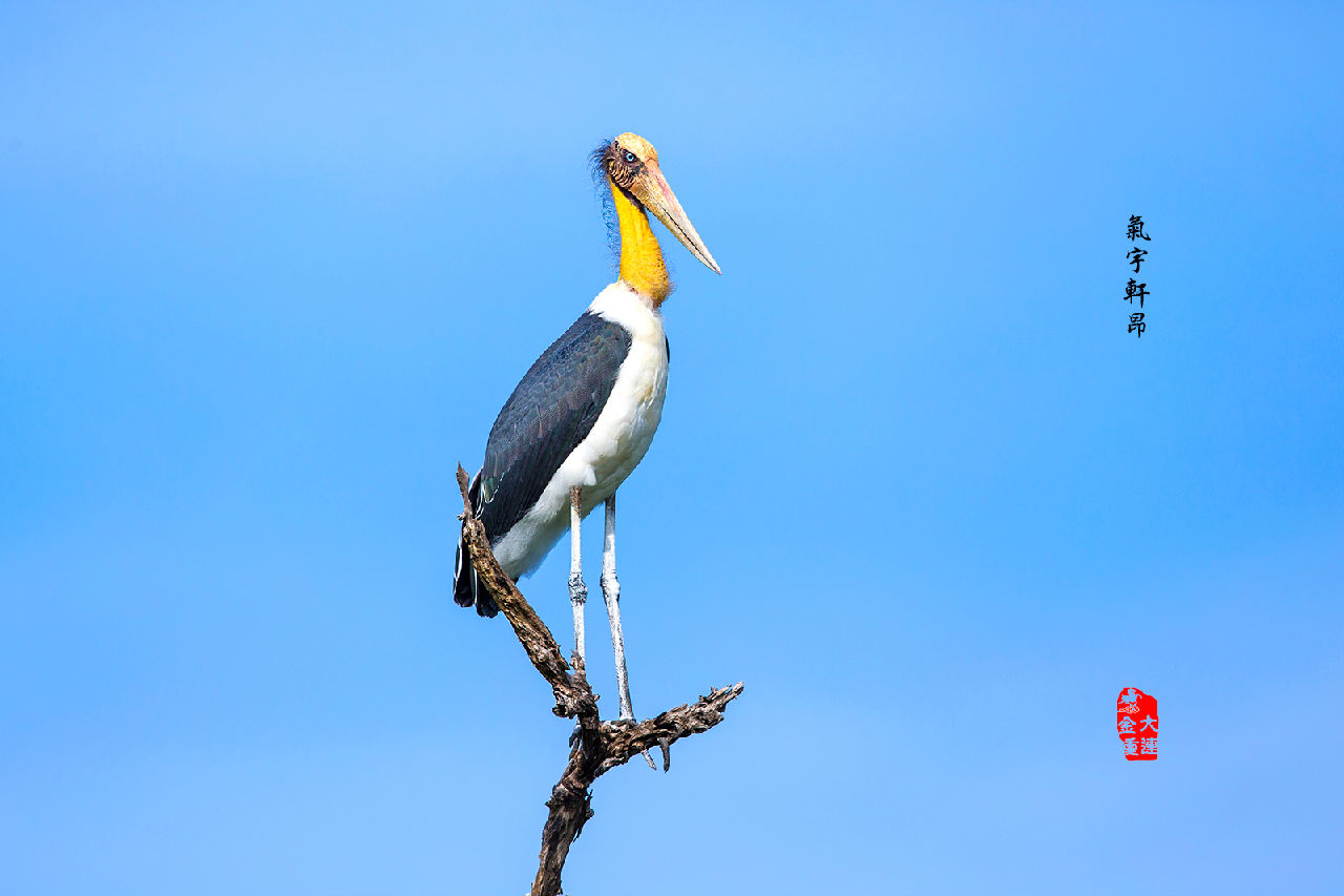 《氣宇軒昂》—— 禿鸛