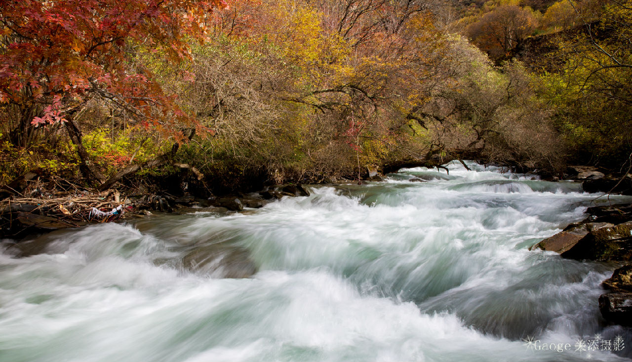 醉在阿壩彩林中