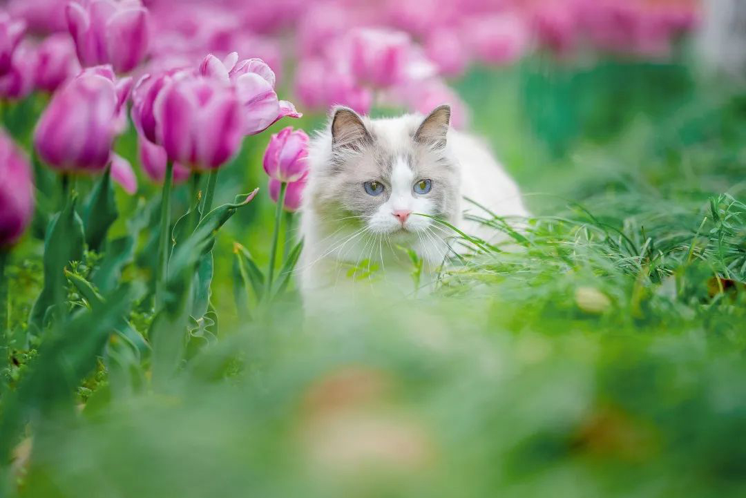 用尼康Z 5捕捉萌寵遛街