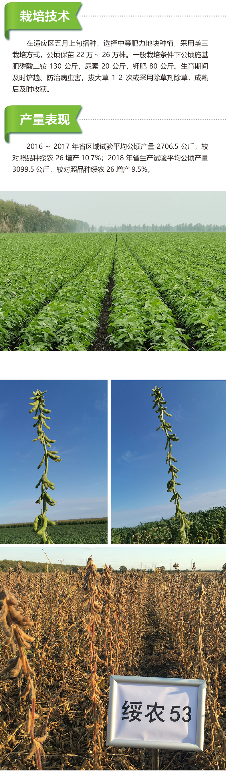 綏農(nóng)53產(chǎn)品詳情_(kāi)02.jpg